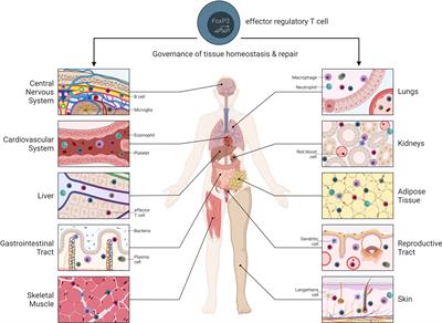 Implications of regulatory T cells in non-lymphoid tissue physiology and pathophysiology